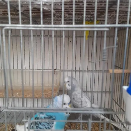 La Dependance Di Marcello Centro Πανσιόν 3*