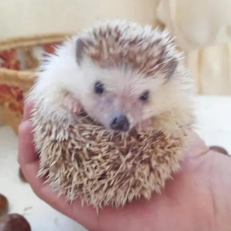 La Dependance Di Marcello Centro 3*