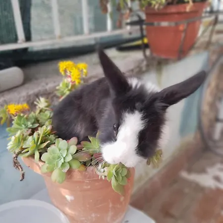 La Dependance Di Marcello Centro Νάπολη