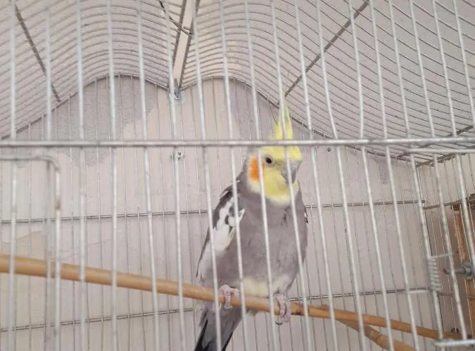 Pensión La Dependance Di Marcello Centro Nápoles