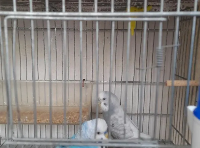 La Dependance Di Marcello Centro Pensión 3*