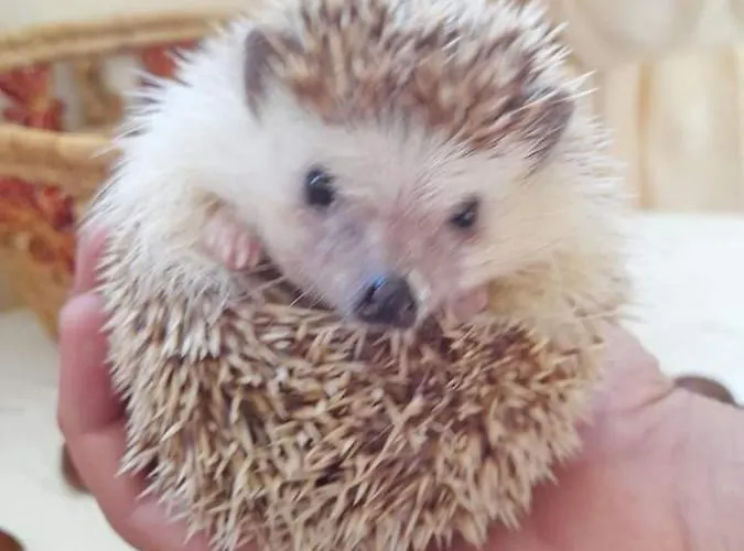 La Dependance Di Marcello Centro 3*