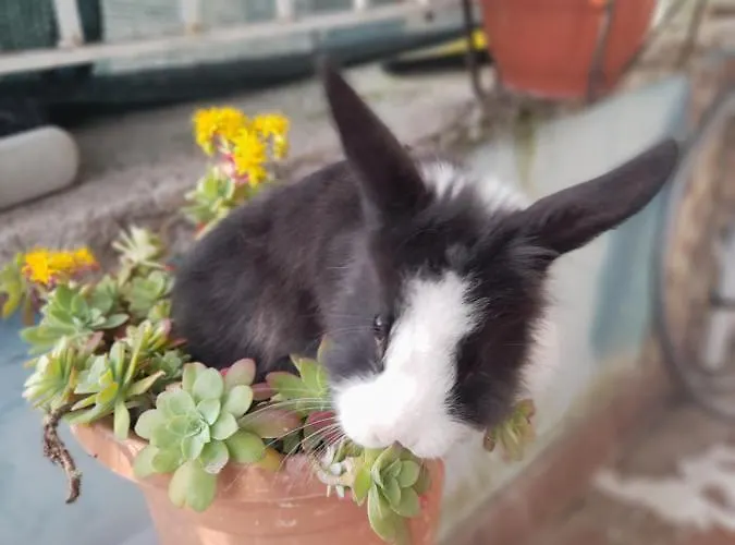 La Dependance Di Marcello Centro Nápoles