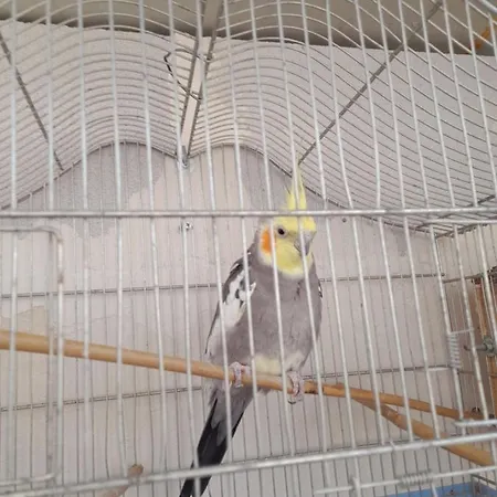 게스트하우스 La Dependance Di Marcello Centro 나폴리