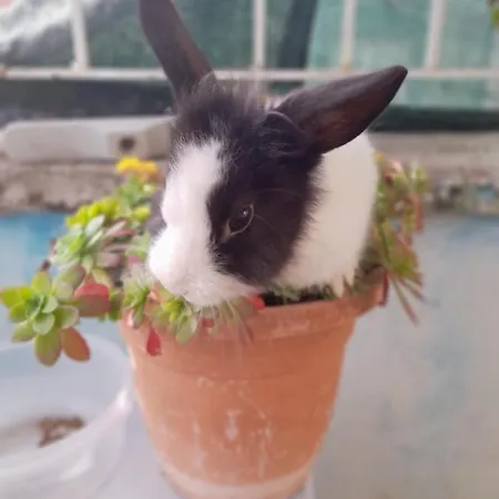 La Dependance Di Marcello Centro 나폴리