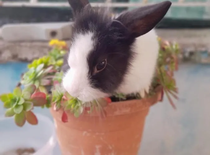 La Dependance Di Marcello Centro 나폴리